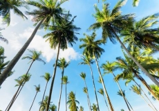 Gökyüzü/bitki gergi tavan modelleri