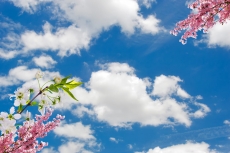 Gökyüzü/bitki gergi tavan modelleri