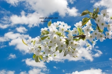 Gökyüzü/bitki gergi tavan modelleri