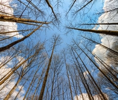 AĞAÇ RESİMLERİ gergi tavan modelleri