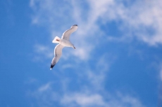 Kuş Resimleri gergi tavan modelleri