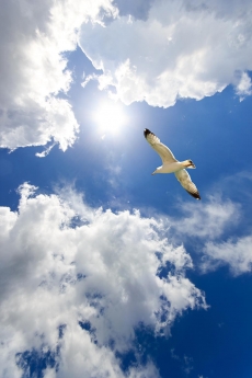 Kuş Resimleri gergi tavan modelleri