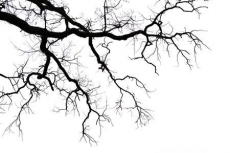 Gökyüzü/bitki gergi tavan modelleri