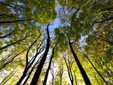 AĞAÇ RESİMLERİ gergi tavan modelleri