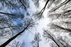 AĞAÇ RESİMLERİ gergi tavan modelleri