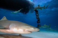 Su Altı Resimleri gergi tavan modelleri