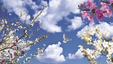 Gökyüzü/bitki gergi tavan modelleri