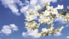 Gökyüzü/bitki gergi tavan modelleri