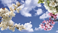 Gökyüzü/bitki gergi tavan modelleri