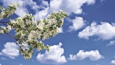 Gökyüzü/bitki gergi tavan modelleri