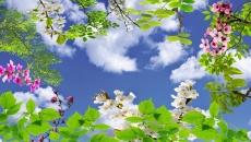 Gökyüzü/bitki gergi tavan modelleri