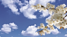 Gökyüzü/bitki gergi tavan modelleri