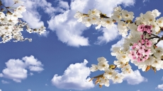 Gökyüzü/bitki gergi tavan modelleri