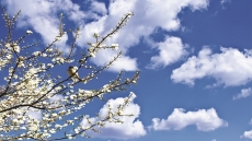 Gökyüzü/bitki gergi tavan modelleri