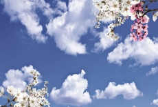 Gökyüzü/bitki gergi tavan modelleri