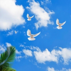 Gökyüzü/bitki gergi tavan modelleri