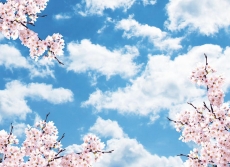 Kuş Resimleri gergi tavan modelleri