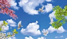 Kuş Resimleri gergi tavan modelleri