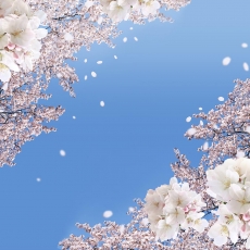 Kuş Resimleri gergi tavan modelleri