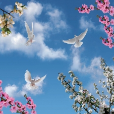 Kuş Resimleri gergi tavan modelleri