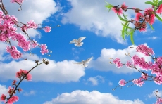 Kuş Resimleri gergi tavan modelleri