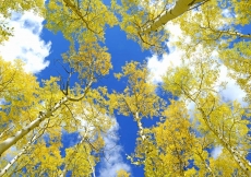 AĞAÇ RESİMLERİ gergi tavan modelleri