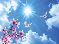 Kuş Resimleri gergi tavan modelleri