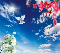 Kuş Resimleri gergi tavan modelleri