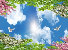 Kuş Resimleri gergi tavan modelleri