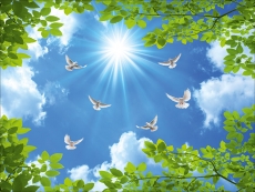 Kuş Resimleri gergi tavan modelleri