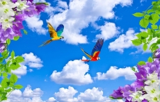 Kuş Resimleri gergi tavan modelleri