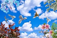 Kuş Resimleri gergi tavan modelleri