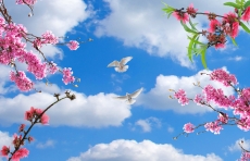 Kuş Resimleri gergi tavan modelleri