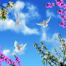 Kuş Resimleri gergi tavan modelleri