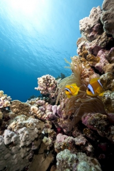 Su Altı Resimleri gergi tavan modelleri