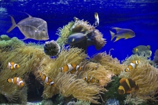 Su Altı Resimleri gergi tavan modelleri