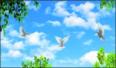 Kuş Resimleri gergi tavan modelleri