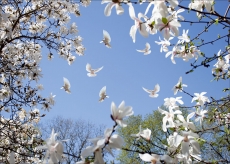 Kuş Resimleri gergi tavan modelleri