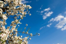 AĞAÇ RESİMLERİ gergi tavan modelleri