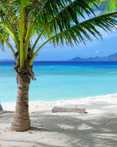 Palmiye Resimleri gergi tavan modelleri