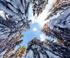 AĞAÇ RESİMLERİ gergi tavan modelleri