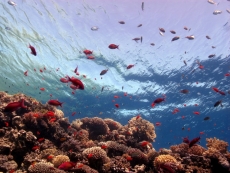 Su Altı Resimleri gergi tavan modelleri