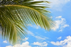 Palmiye Resimleri gergi tavan modelleri