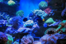 Su Altı Resimleri gergi tavan modelleri