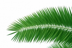 Palmiye Resimleri gergi tavan modelleri