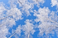 AĞAÇ RESİMLERİ gergi tavan modelleri