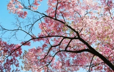 AĞAÇ RESİMLERİ gergi tavan modelleri