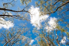 AĞAÇ RESİMLERİ gergi tavan modelleri