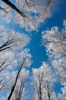 AĞAÇ RESİMLERİ gergi tavan modelleri