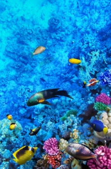 Su Altı Resimleri gergi tavan modelleri